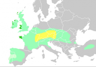 celtic spread