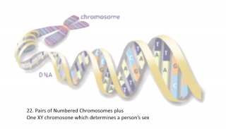 chromosones