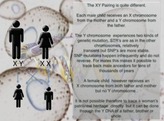 xy-inheritance