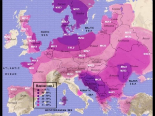 Sub Clades