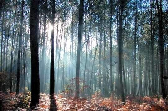 03-forets-buch
