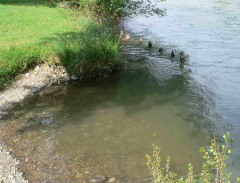 04-the-swimming-hole