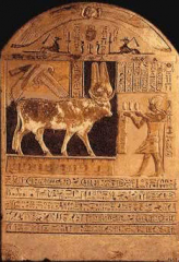 apis-bull