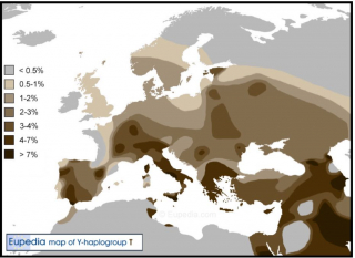y haplogroup t